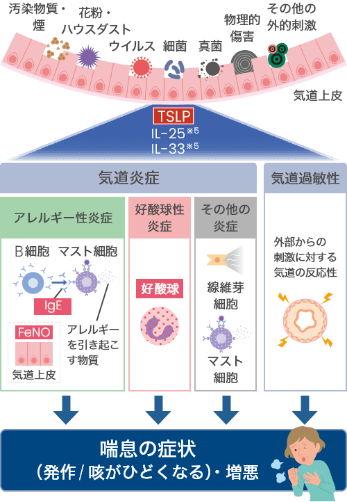 TSLPが発作、増悪を引き起こす図解説明