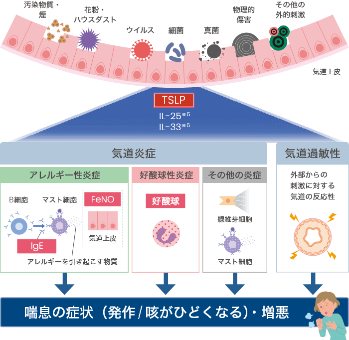 TSLPが発作、増悪を引き起こす図解説明