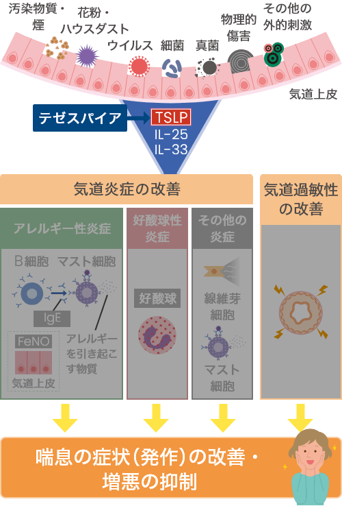 テゼスパイアがTSLPの働きを抑える時のイメージ図